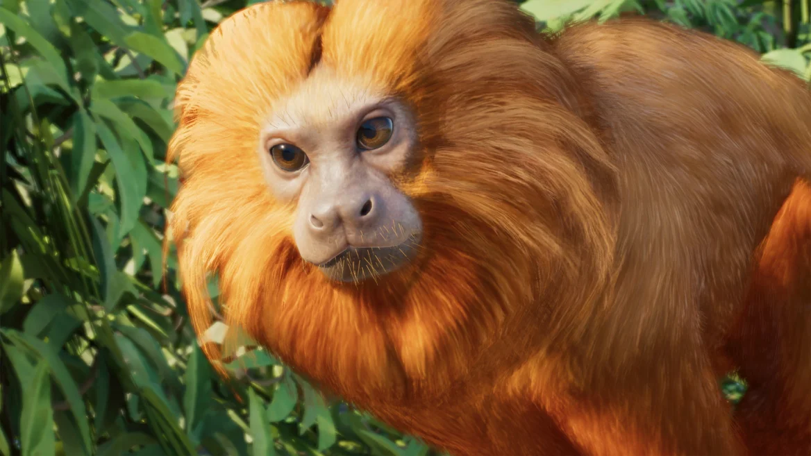 Tamarin-lion doré