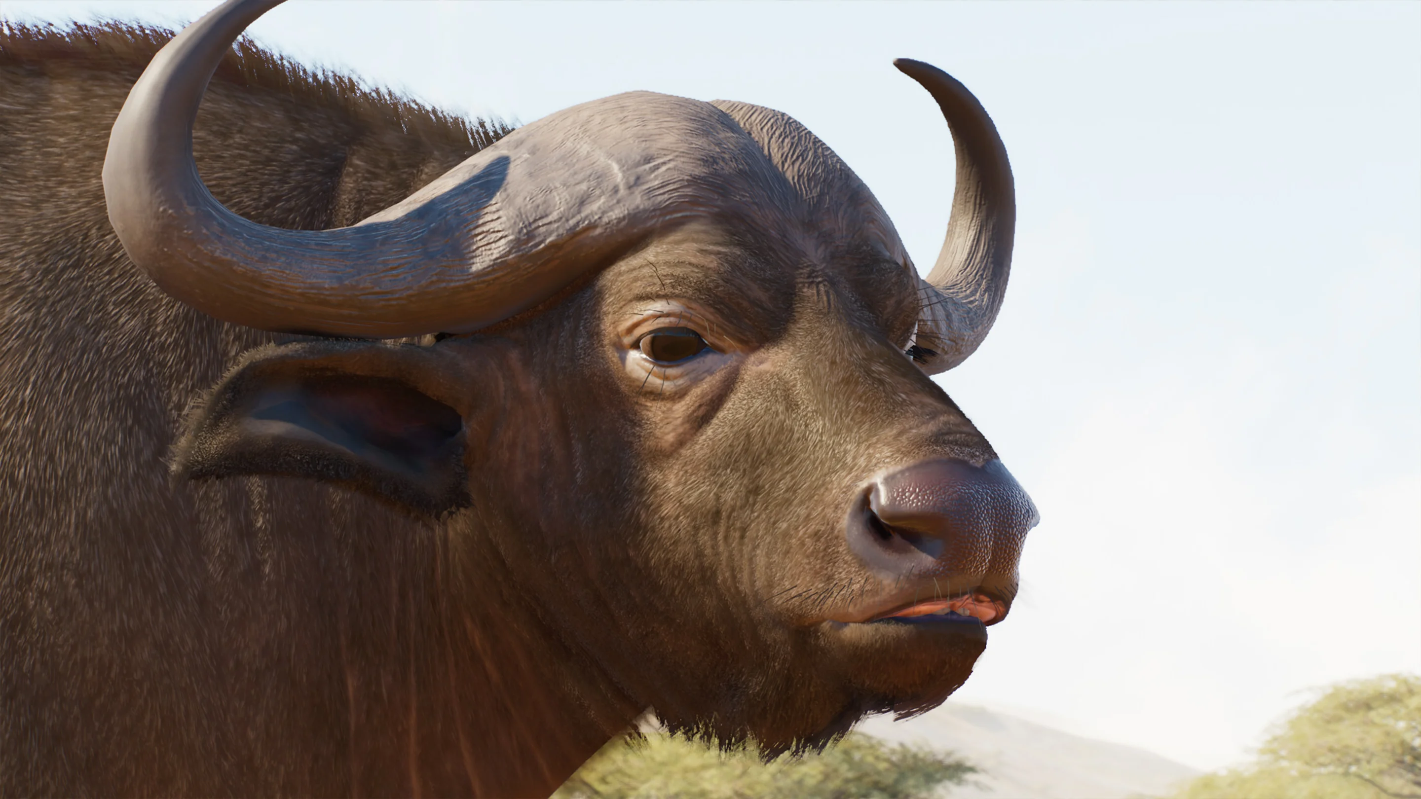 Cape Buffalo