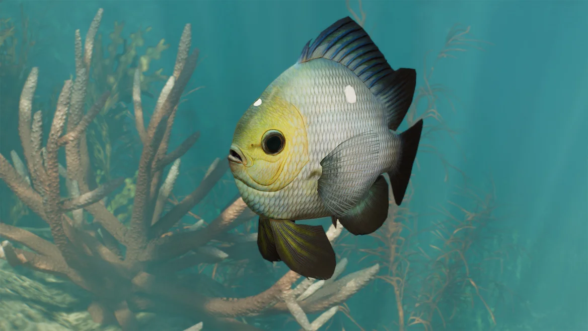 Threespot Damselfish