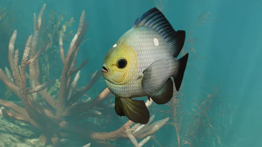 Threespot Damselfish