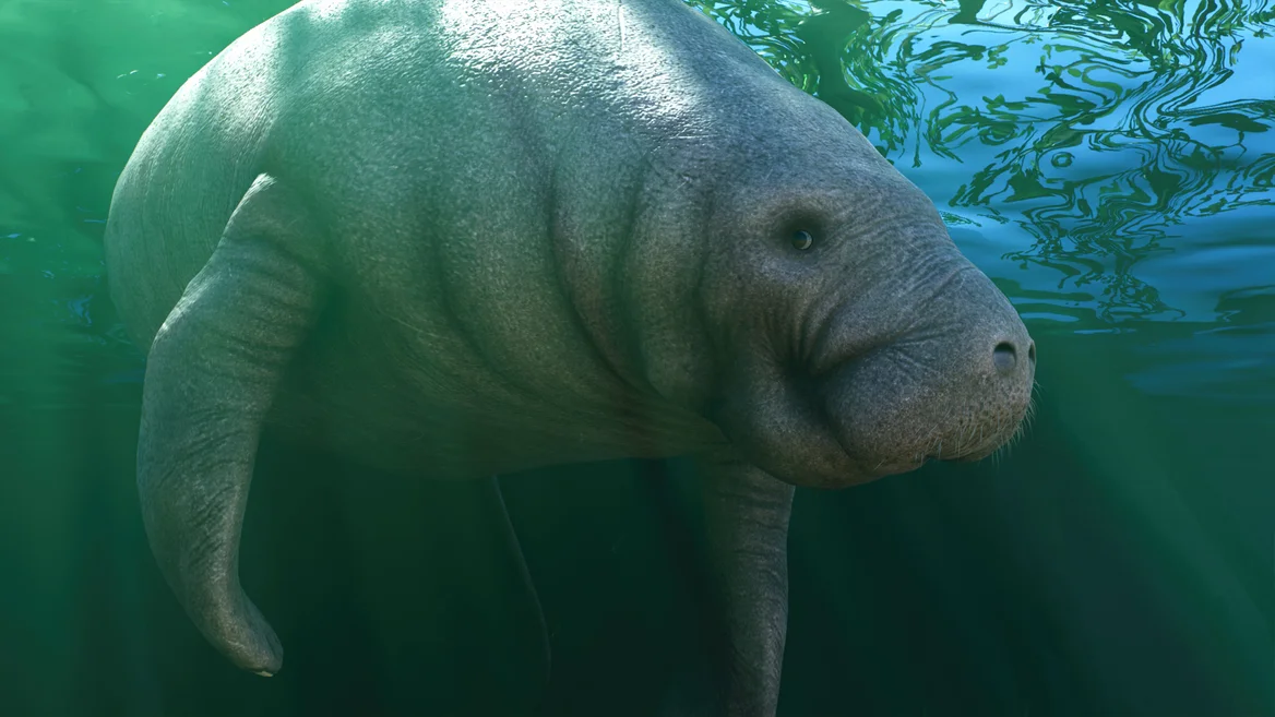 West Indian Manatee