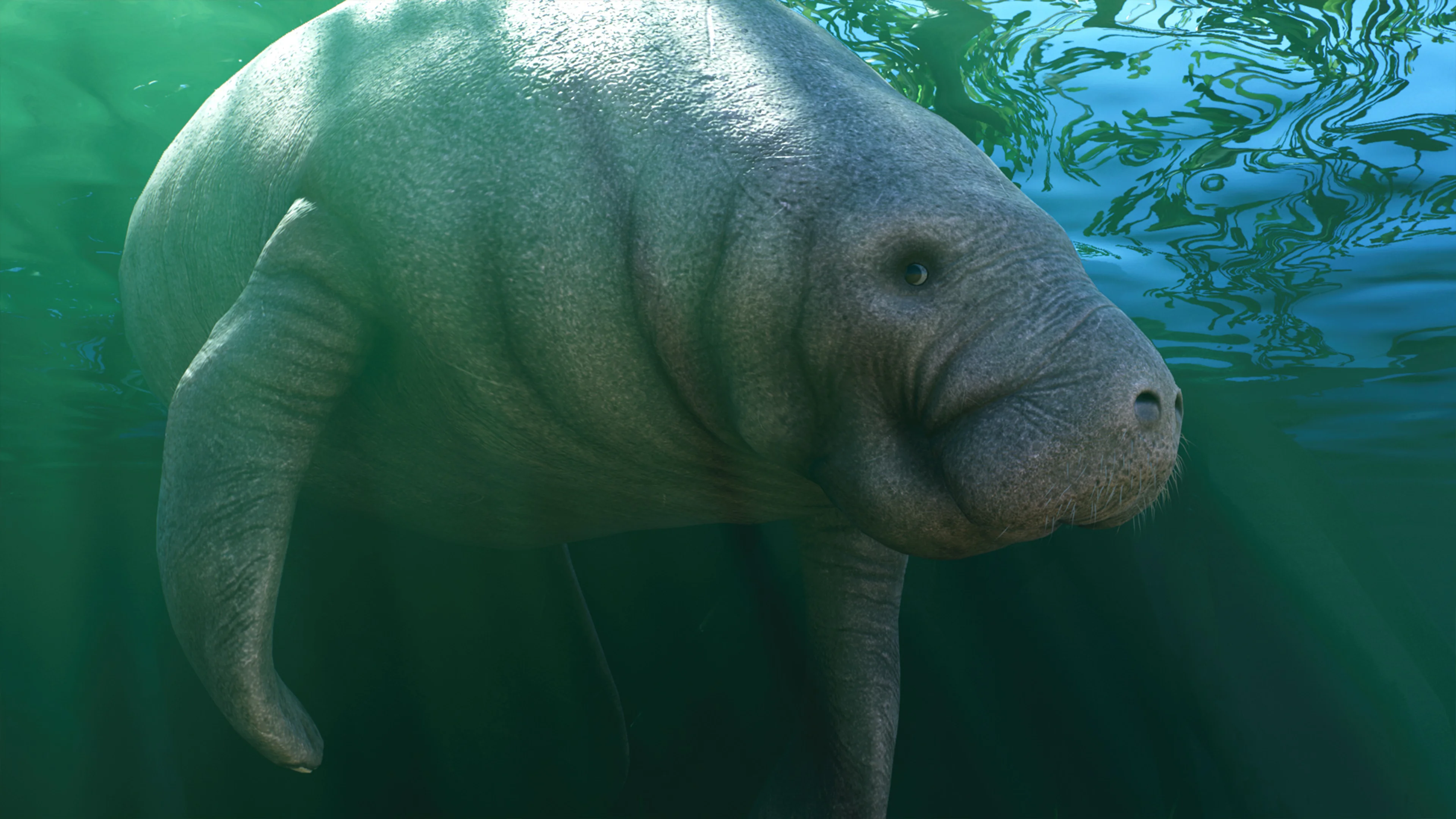West Indian Manatee