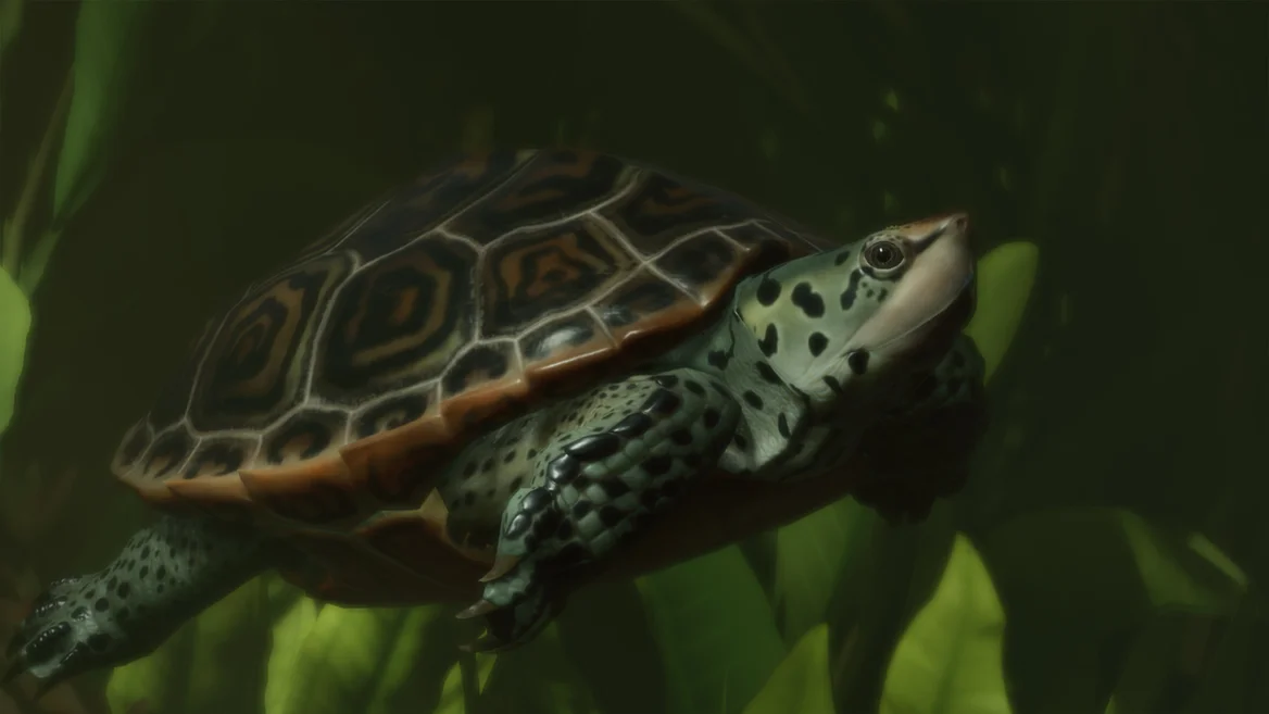 Tortue diamant
