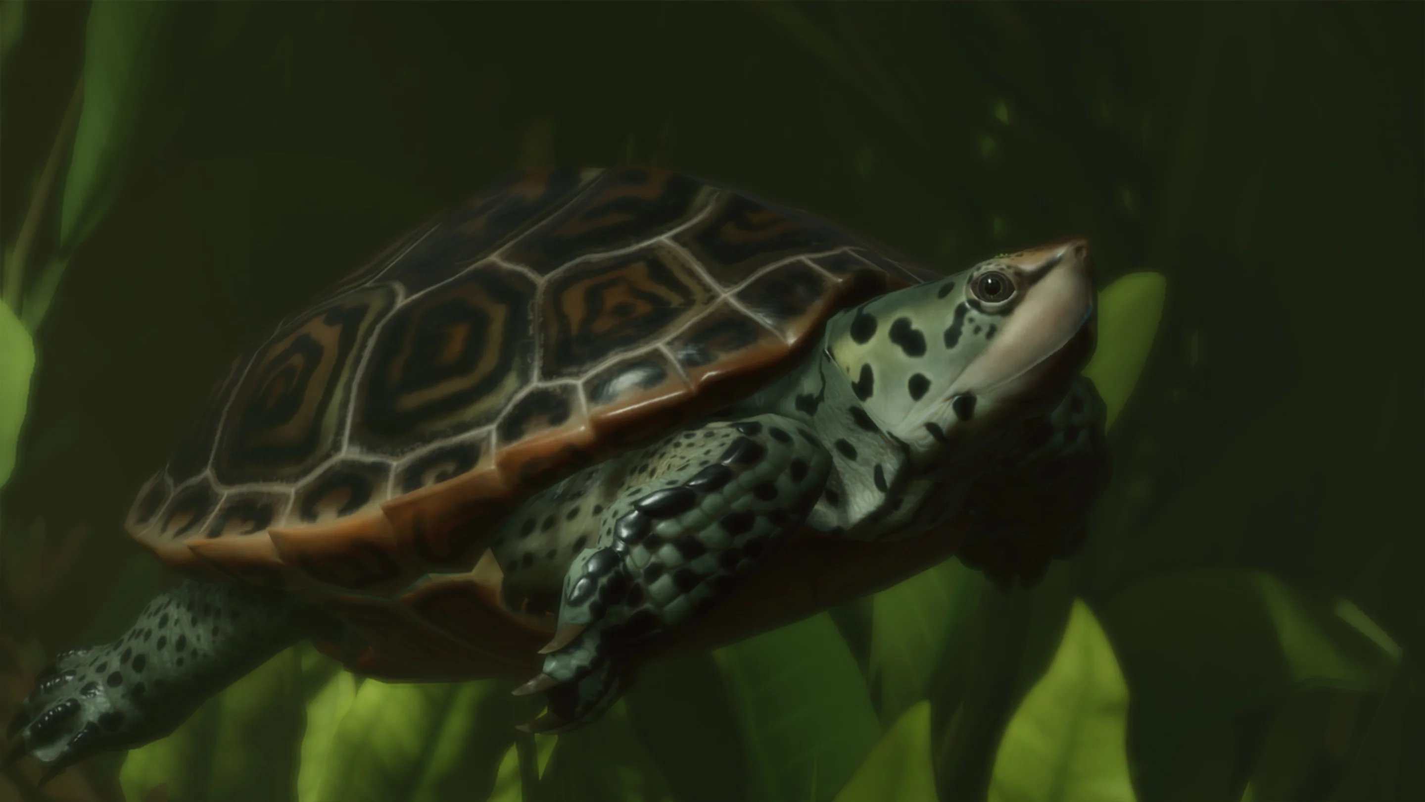 Diamondback Terrapin