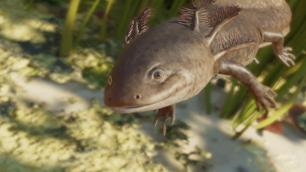 Axolotl