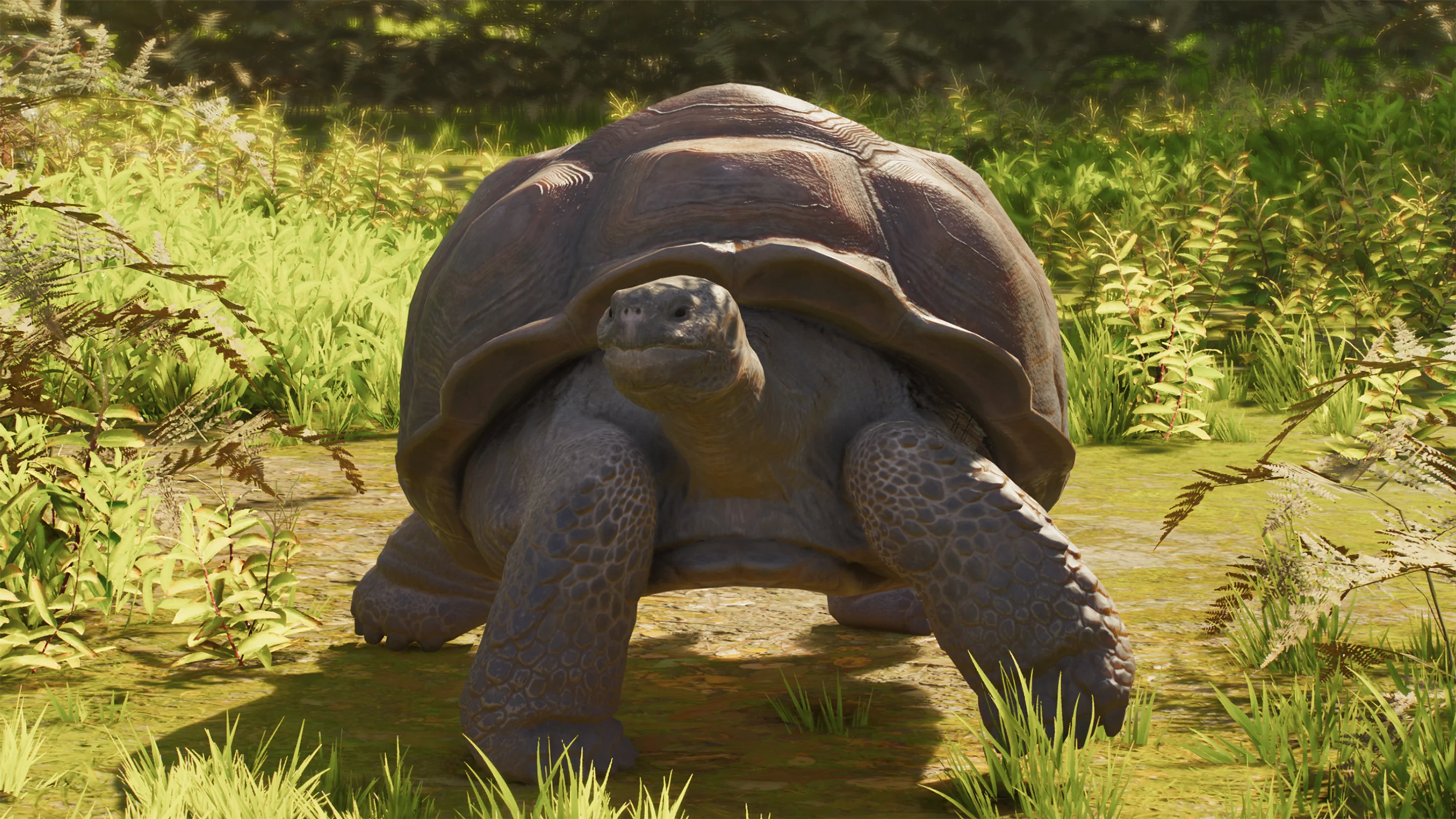 Galápagos Giant Tortoise