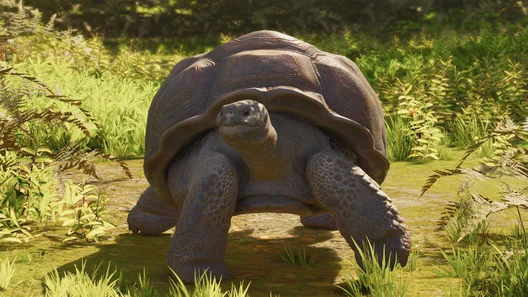 Galápagos Giant Tortoise