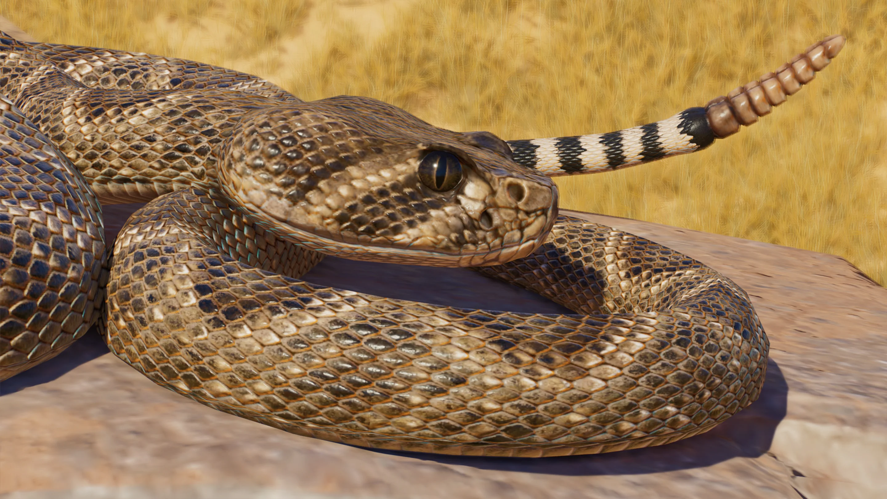 Western Diamondback Rattlesnake