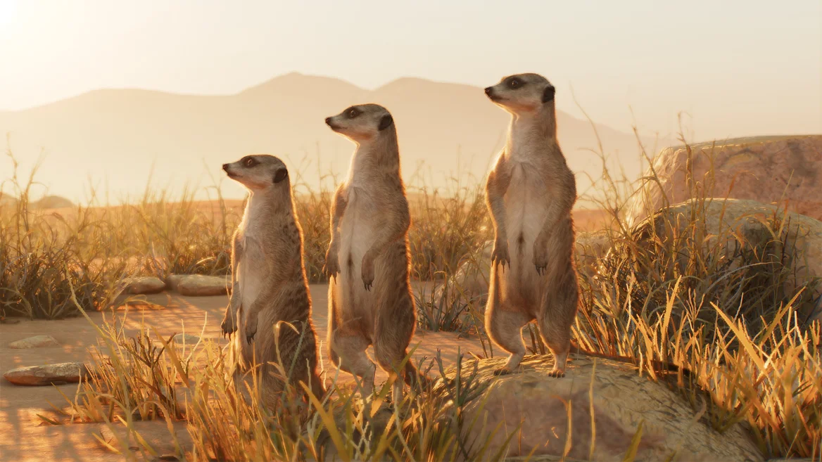 Suricate