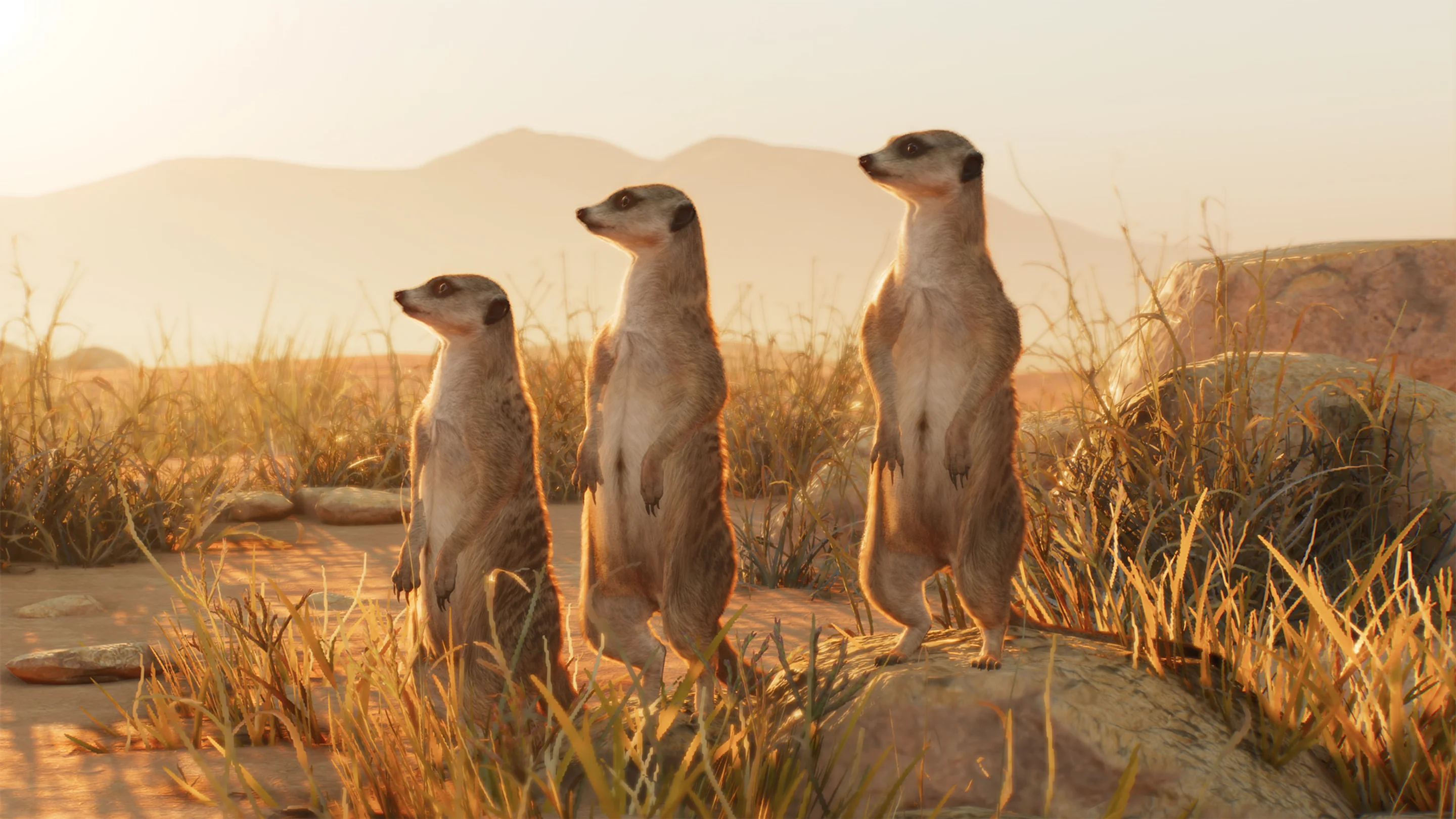Meerkat