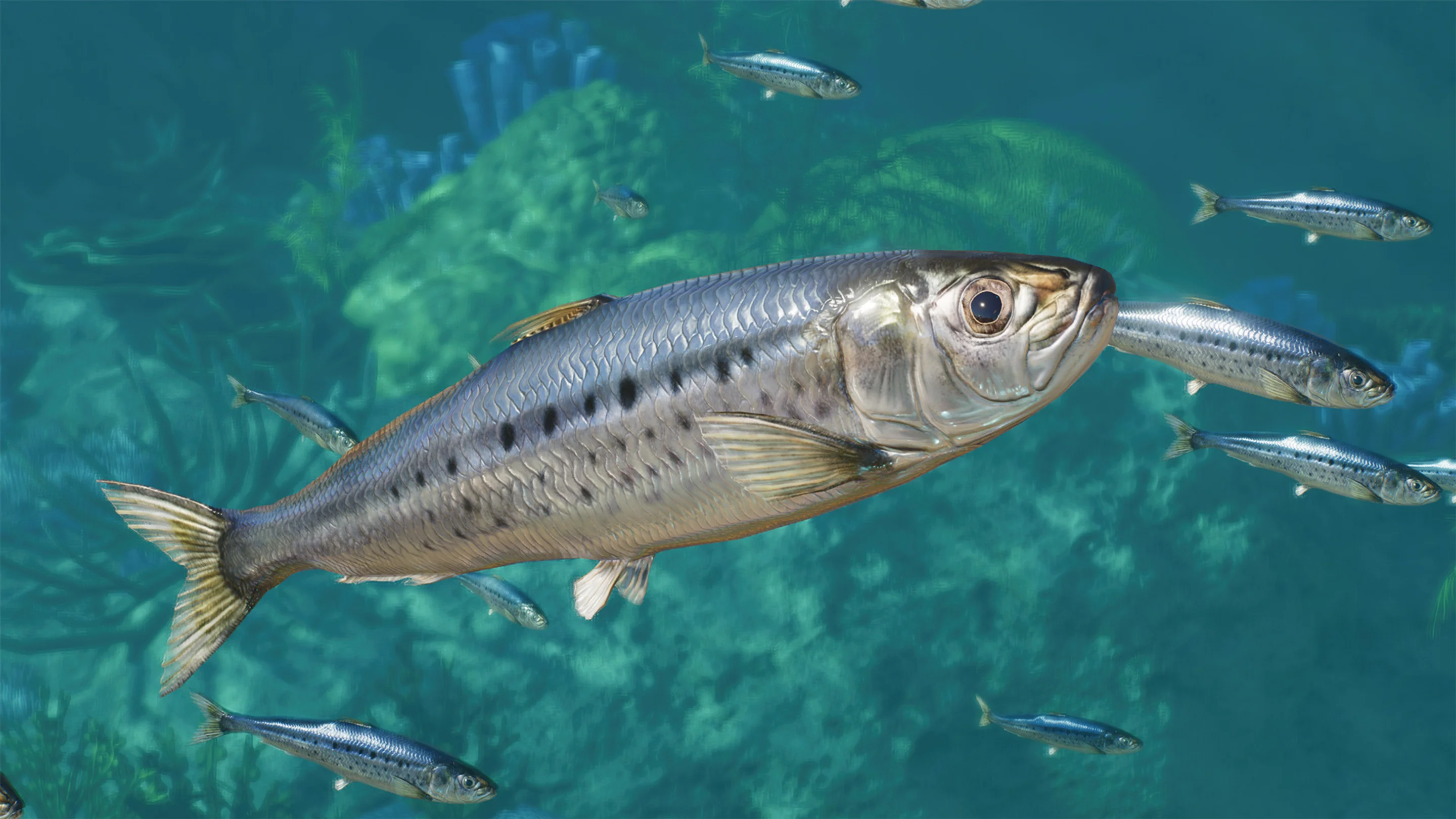 Pacific Sardine