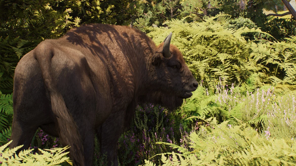 Bison d’Europe