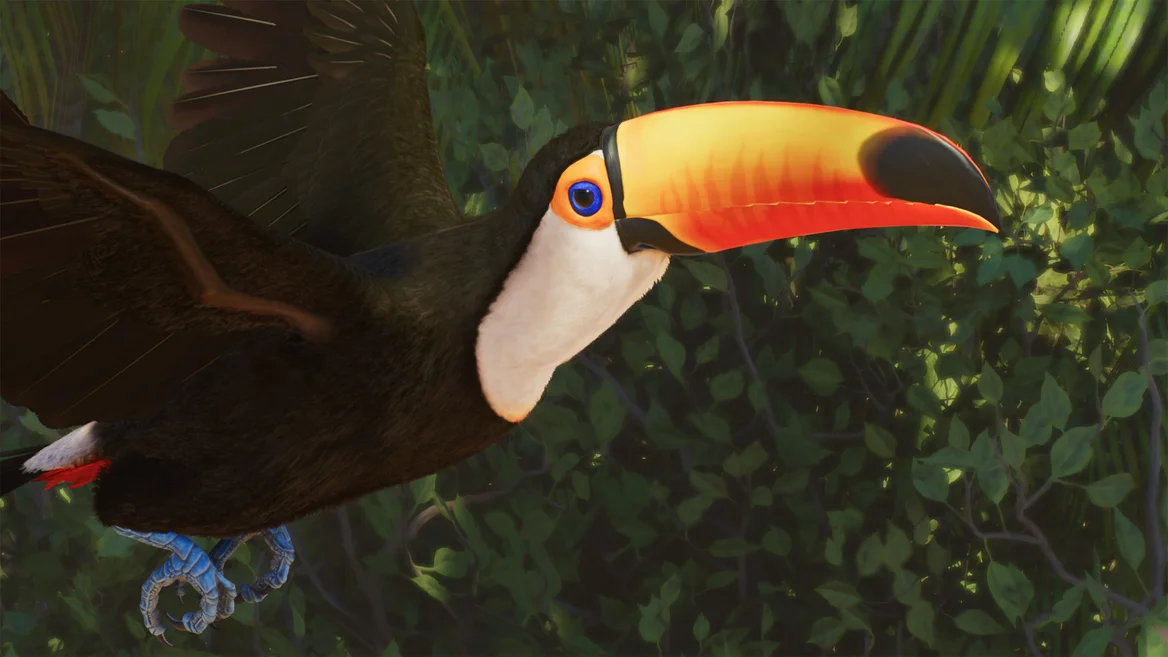 Toucan toco