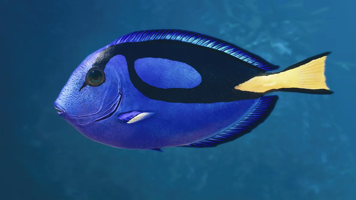 Pez cirujano azul