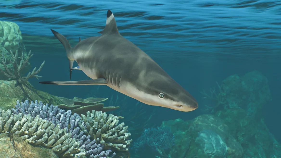 Requin pointes noires