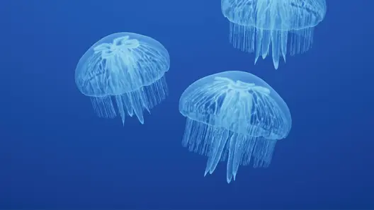 Moon Jelly in Planet Zoo 2