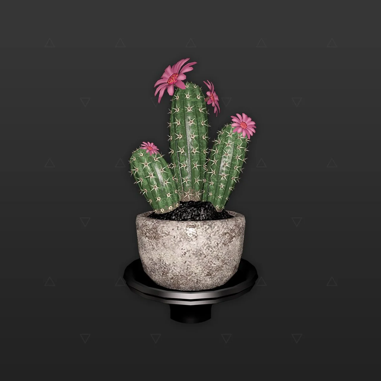 Planta - Cactus