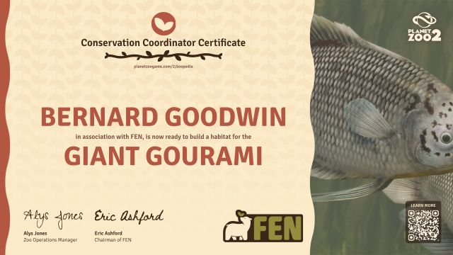 Giant Gourami