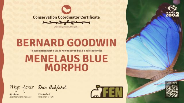 Menelaus Blue Morpho