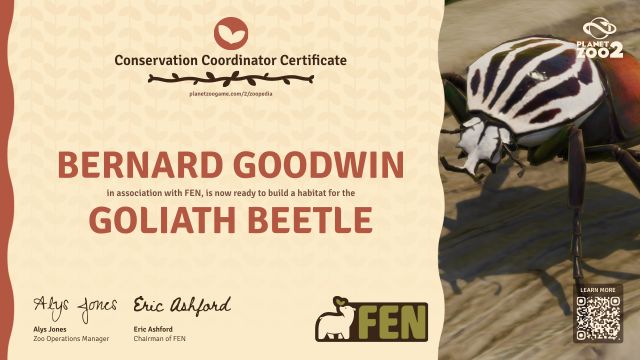 Goliath Beetle