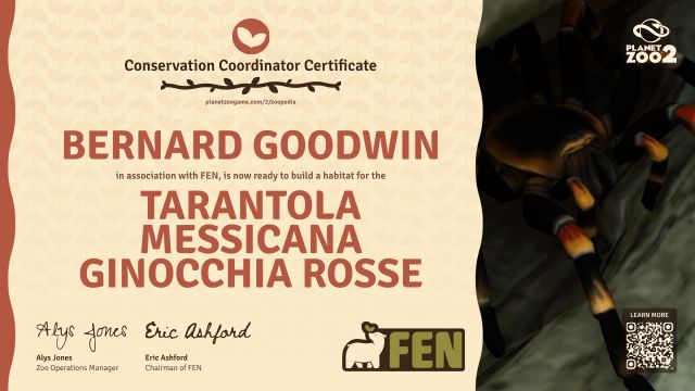 Tarantola messicana ginocchia rosse