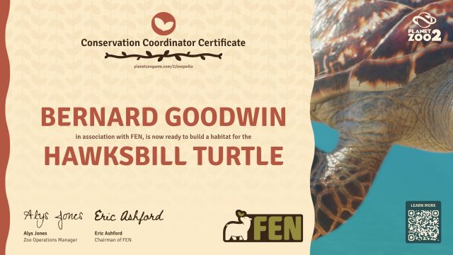 Hawksbill Turtle