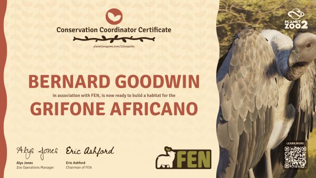 Grifone africano