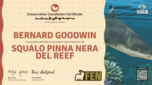 Squalo pinna nera del reef