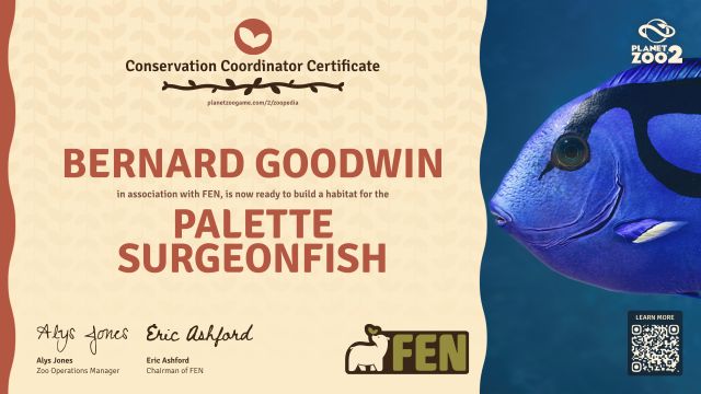 Palette Surgeonfish
