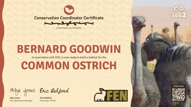 Common Ostrich